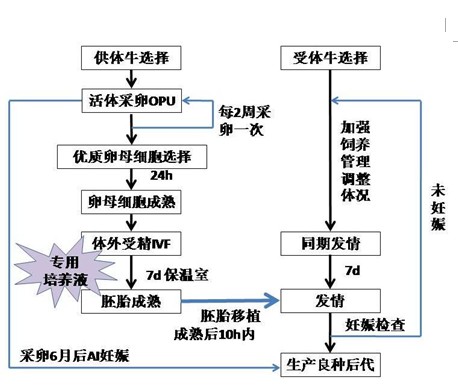 热带肉牛胚胎工程产业化项目硏究